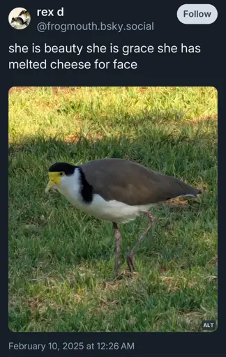 A photo of a masked lapwing, a brown and white bird with bright yellow facial skin, with a post from @frogmouth.bsky.social:

“she is beauty she is grace she has melted cheese for face”