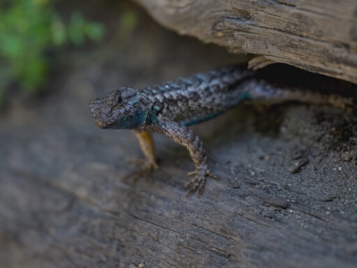 A lizard with a bit of blue on its chin in between two logs staring at the camera with some green plant out of focus in the background